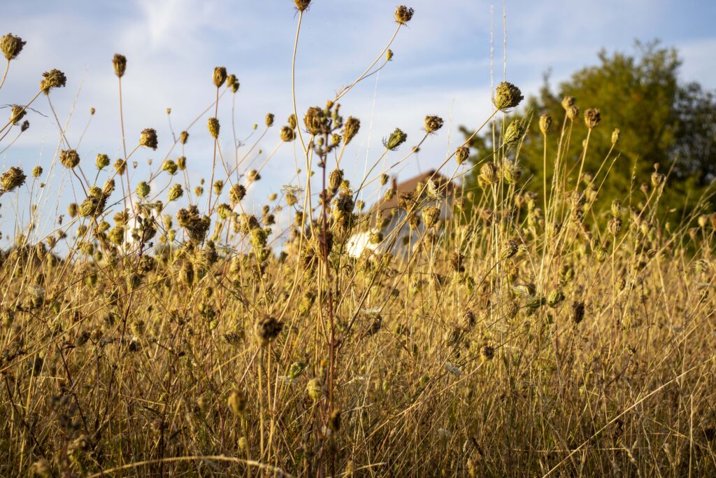 field-nogent-caroussel