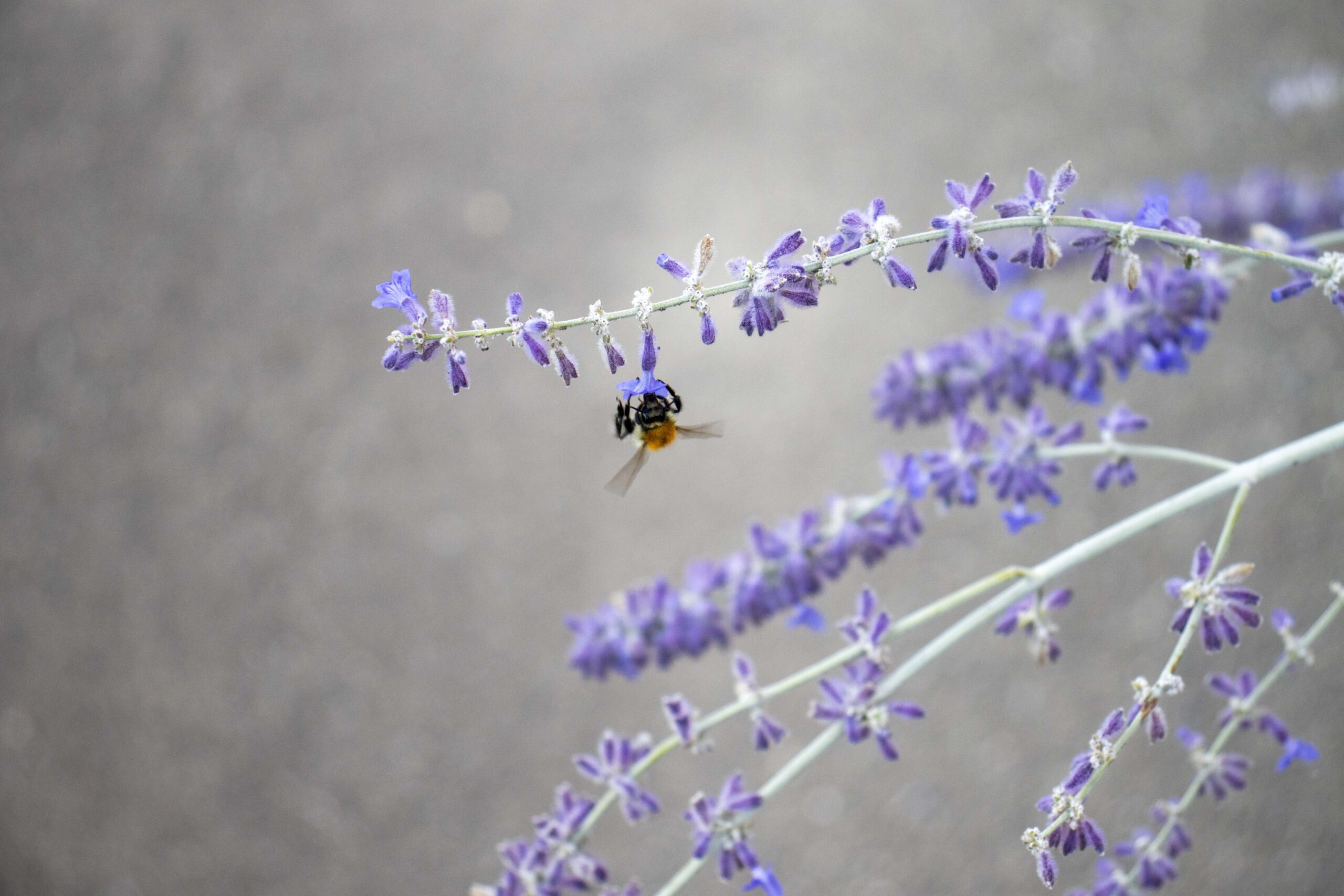 bee-lavander-caroussel